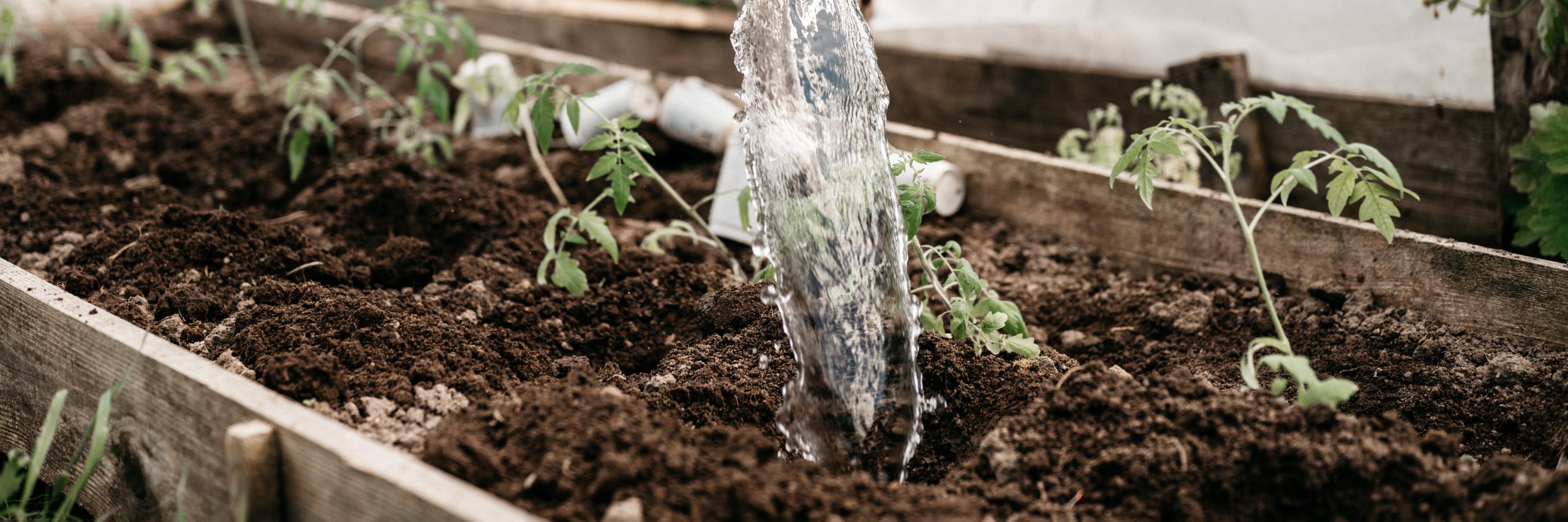 Watering tomato seedlings in a raised garden bed with harvested water
